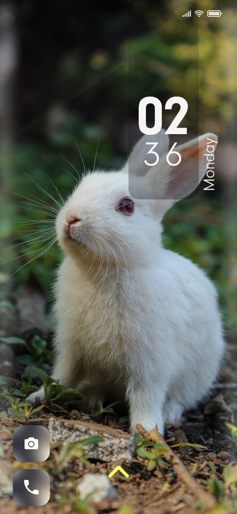 Rabbit_Two