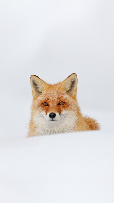 美艳红狐壁纸 锐景创意miui Wallpaper And Tutorial Mtzfile