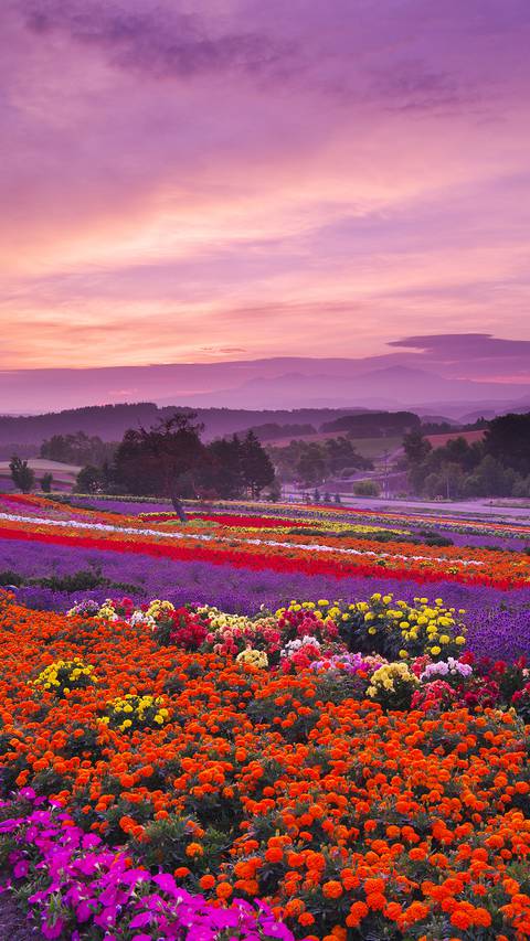 熟達したリハーサル突破口iphone 壁紙北海道 Life Scape Jp