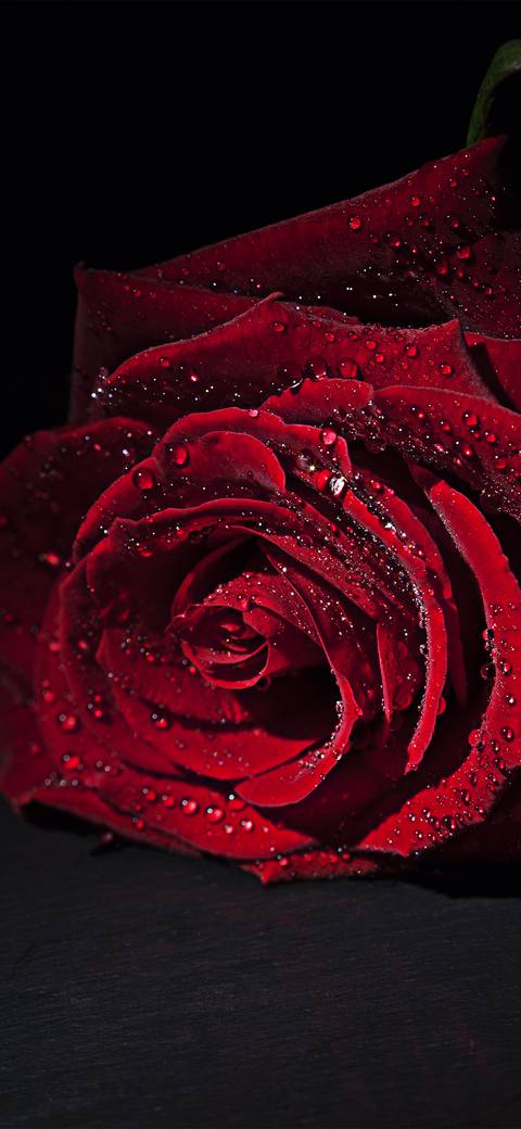 魅力玫瑰花壁纸 锐景创意miui Wallpaper And Tutorial Mtzfile