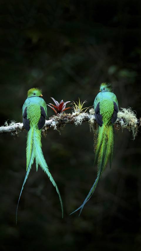 Beautiful Quetzal Birds Miui Wallpaper And Tutorial Mtzfile