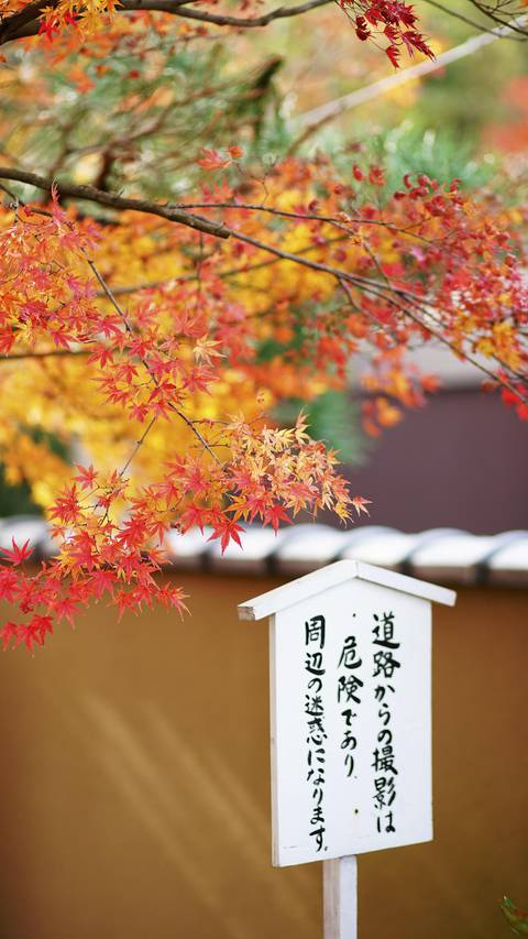 京都红叶季miui Wallpaper And Tutorial Mtzfile